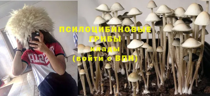 Псилоцибиновые грибы Magic Shrooms  Данилов 